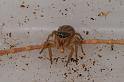 Lycidas_scutulatus_D7811_Z_90_North Stradbroke island_Australie
